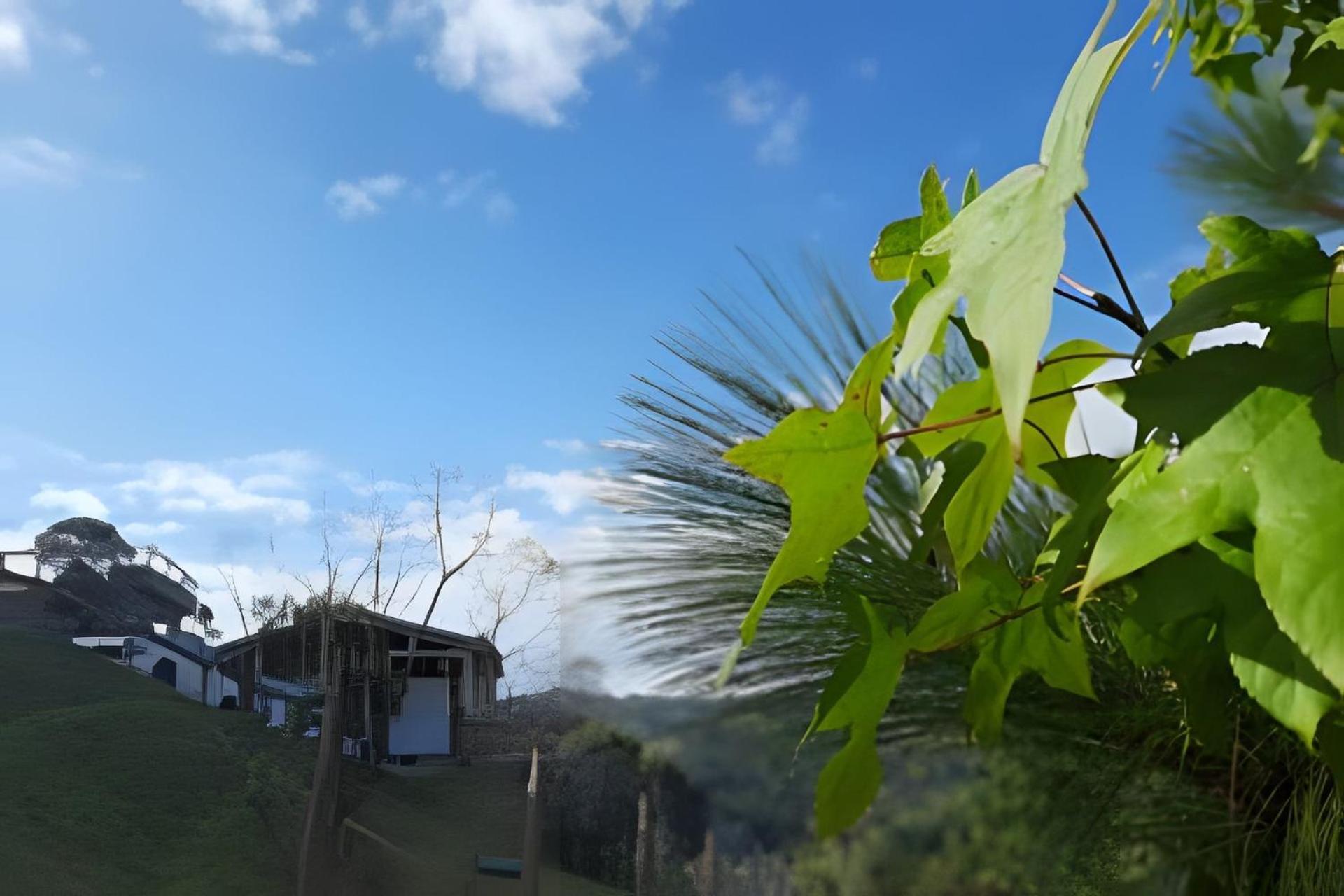 Alto Da Mantiqueira - Manaca *